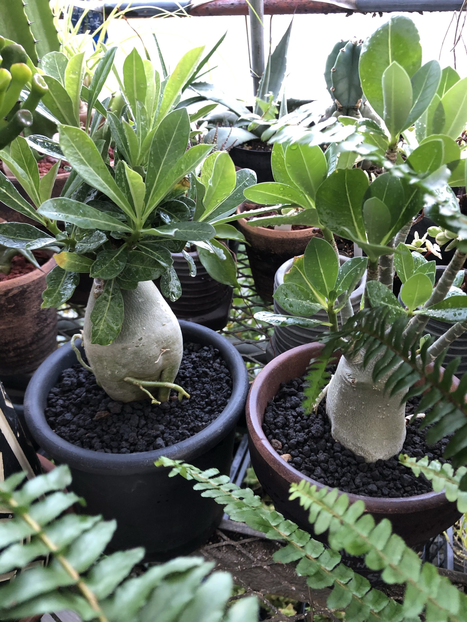 塊根植物 ビザールプランツ 希少プランツ各種 横浜駅東口マルイシティ横浜にて販売中 植物のある湘南ライフ